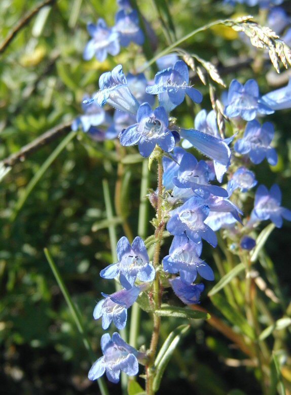 Image of Alberta beardtongue