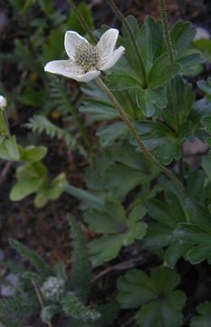 Image of smallflowered anemone