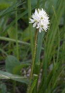 Sivun Triantha occidentalis subsp. montana (C. L. Hitchc.) Packer kuva