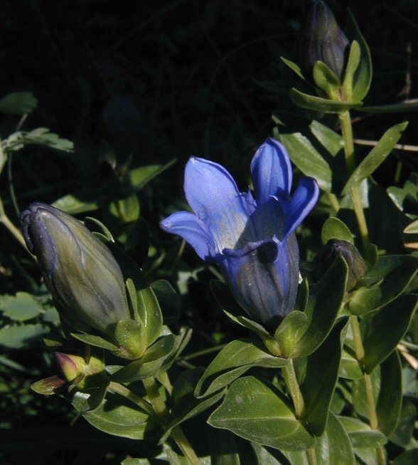 Image of Bog Gentian