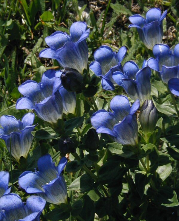 Image of Bog Gentian