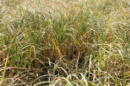 Imagem de Carex atherodes Spreng.