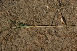 Imagem de Carex atherodes Spreng.