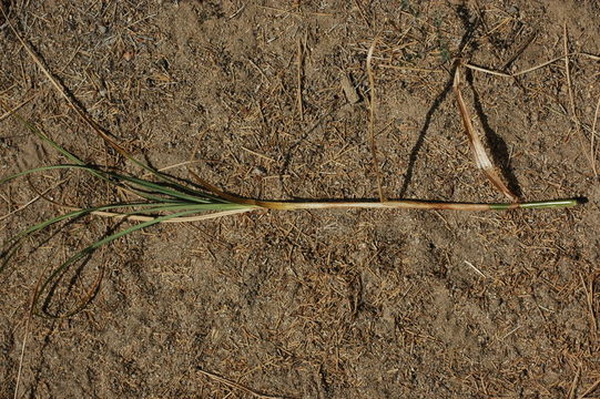 Image de Carex atherodes Spreng.