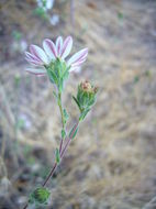 Image of hayfield tarweed