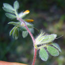 Lotus angustissimus L. resmi