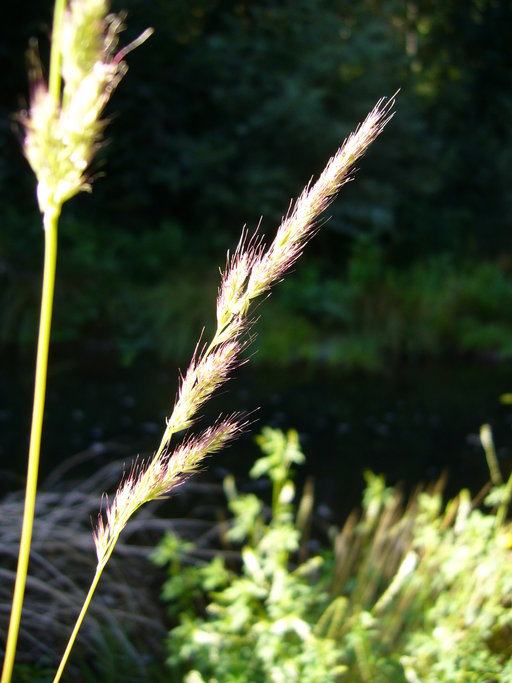 Image of Mexican muhly