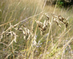 Image of Smooth Meadow-grass