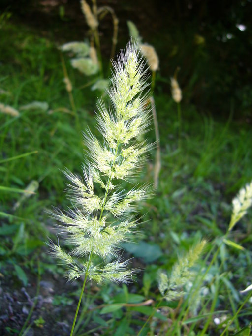 Image of Chilean rabbitsfoot grass