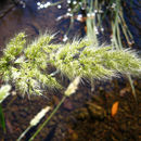 Image of Chilean rabbitsfoot grass