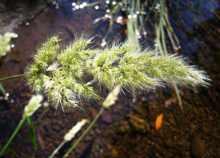 Слика од Polypogon australis Brongn.