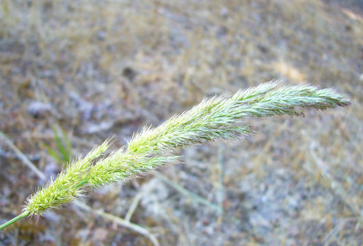 Image de Polypogon interruptus Kunth