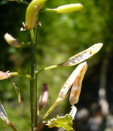 Image of Water-cress