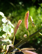 Image of Water-cress