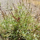 Imagem de Rumex salicifolius Weinm.