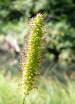 Image of green bristlegrass