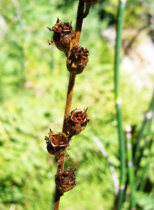 Image of Fragrant Fringecup