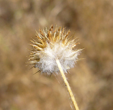 Imagem de Trifolium microcephalum Pursh