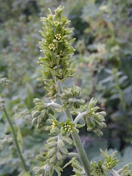 Image of False Hellebore