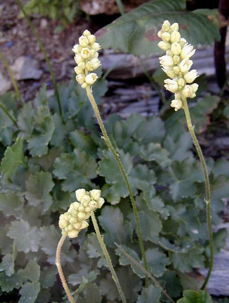 Image of roundleaf alumroot