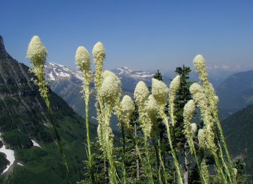 صورة Xerophyllum tenax (Pursh) Nutt.