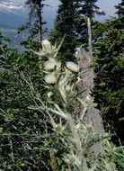 Image of white thistle