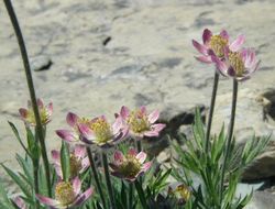 Image of Pacific anemone