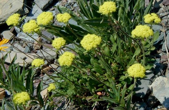 Image of alpine golden buckwheat