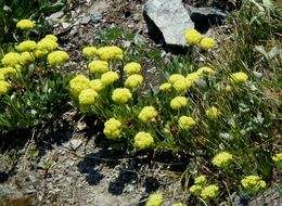 Imagem de Eriogonum flavum Nutt.