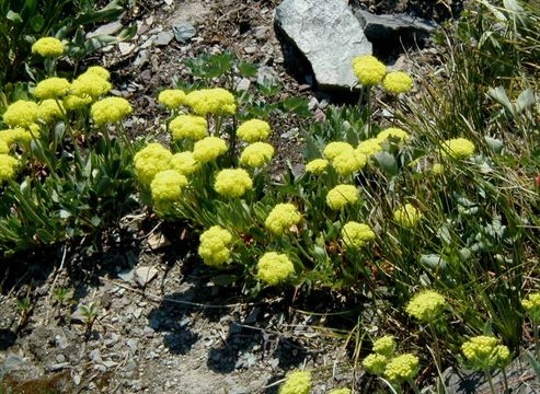 Image of alpine golden buckwheat