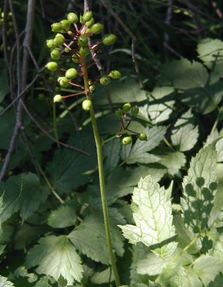 Image of baneberry