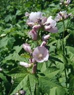 Image of streambank wild hollyhock