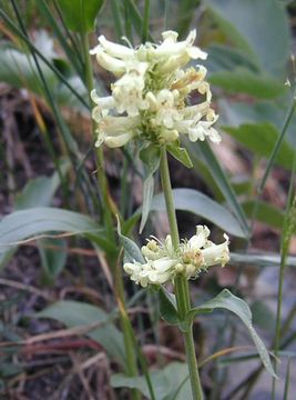 Image of yellow penstemon