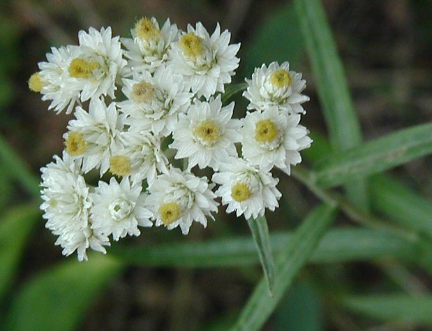 Image of Pearly Everlasting