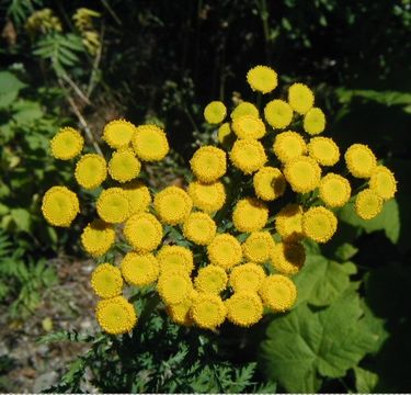 Image of common tansy