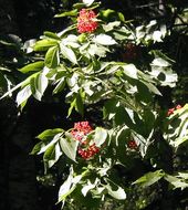 Image of Red-berried Elder