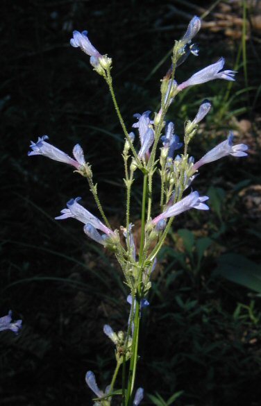 Image of slender penstemon