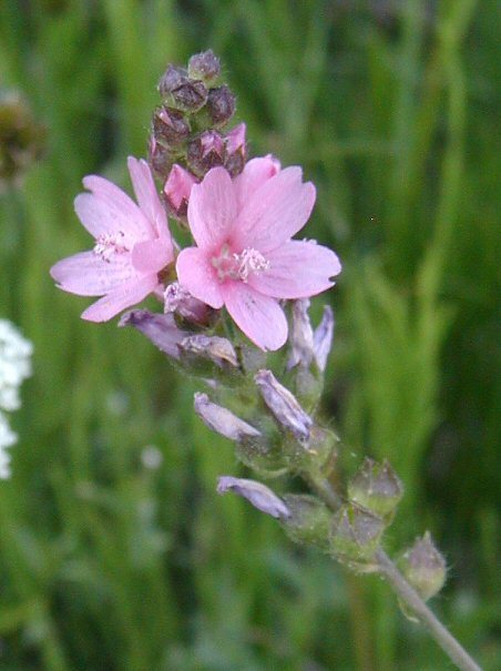 Sivun Sidalcea oregana subsp. spicata (Regel) C. L. Hitchc. kuva