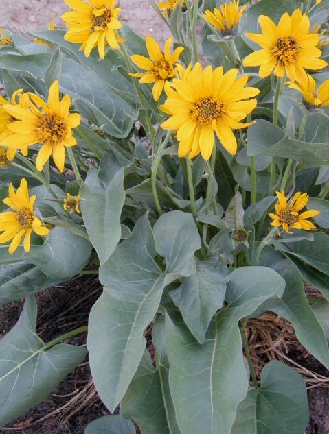 Sivun Balsamorhiza sagittata (Pursh) Nutt. kuva