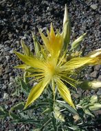 Image of giant blazing star