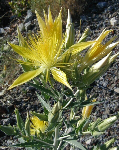 Image of giant blazing star