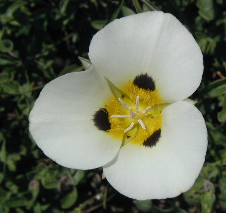 Calochortus leichtlinii Hook. fil. resmi