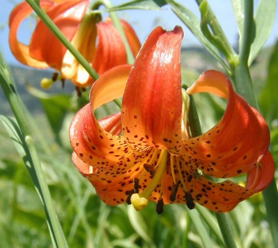 Image de Lilium pardalinum subsp. shastense (Eastw.) M. W. Skinner