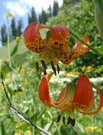 Image de Lilium pardalinum subsp. shastense (Eastw.) M. W. Skinner