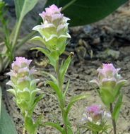 Orthocarpus cuspidatus subsp. cryptanthus (Piper) T. I. Chuang & L. R. Heckard resmi