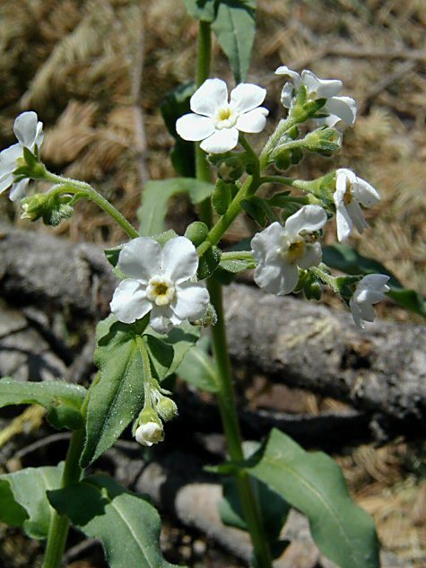 Image de Hackelia californica (A. Gray) I. M. Johnst.