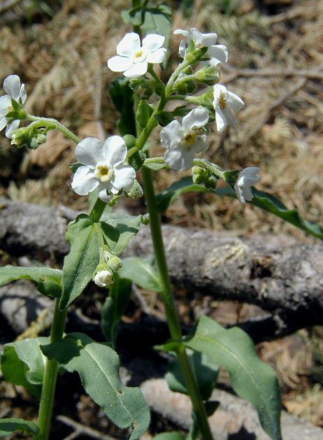 Image de Hackelia californica (A. Gray) I. M. Johnst.