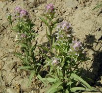 Orthocarpus cuspidatus subsp. cryptanthus (Piper) T. I. Chuang & L. R. Heckard resmi