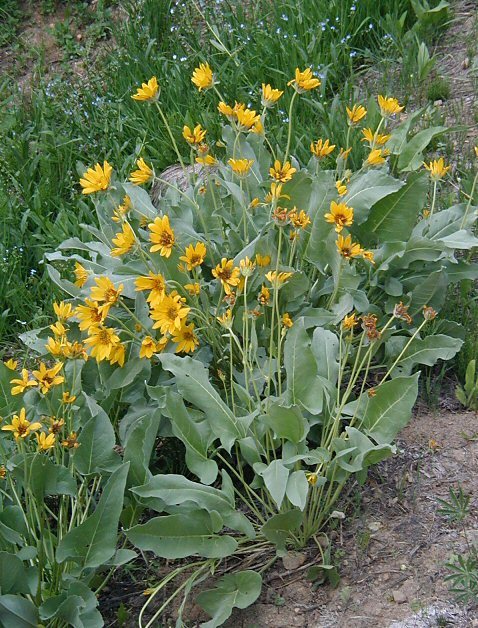 Image of woolly mule-ears