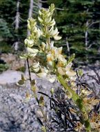 Plancia ëd Lupinus angustiflorus Eastw.